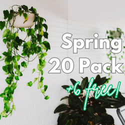 Spring Special 20 Pack (+6 bonus classes)