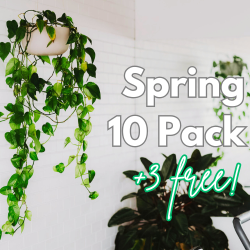 Spring Special 10 Pack (+3 bonus classes)